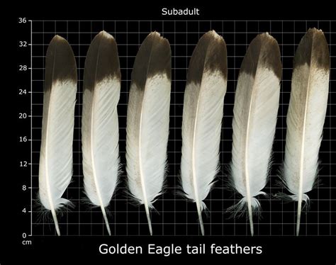 golden eagle tail feathers - Pinned by The Mystic's Emporium on Etsy ...