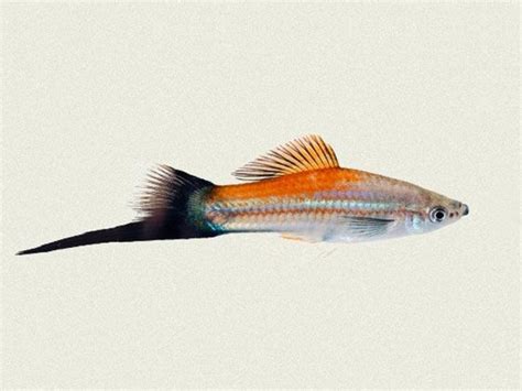 Green Wagtail Swordtail Price: 1.19 GBP (Worldwide Shipping) https ...