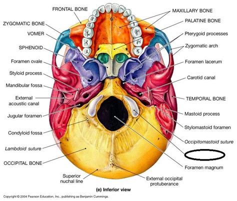 occipital condyle - Google Search