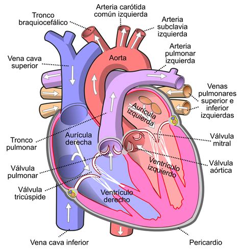 El Corazon Y Sus Partes Human Heart Diagram Human Anatomy And | Images ...