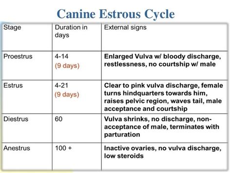 Estrus cycle of bitch