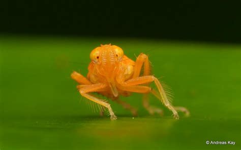 Leafhopper Nymph, Coelidiinae, Cicadellidae | watch my VIDEO… | Flickr