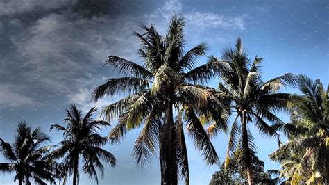 Palm Trees in Cambodia | High-Quality Nature Stock Photos ~ Creative Market