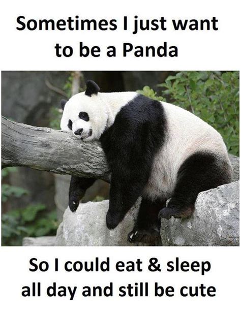 who wants to be a Panda? | /r/wholesomememes | Wholesome Memes | Know Your Meme