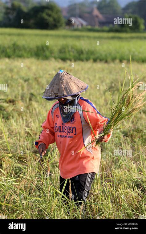 Agriculture. Rice field. Lao farmer harvesting rice. Vang Vieng. Laos Stock Photo - Alamy