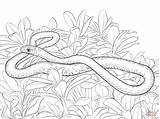Realistic Printable Snake Coloring Pages sketch template