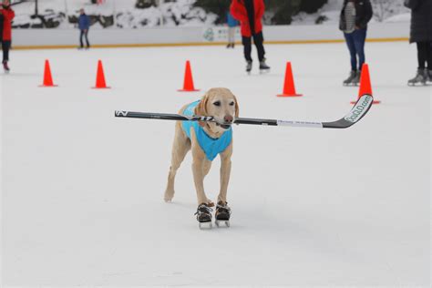 An ice skating dog took over Central Park's Wollman Rink this week