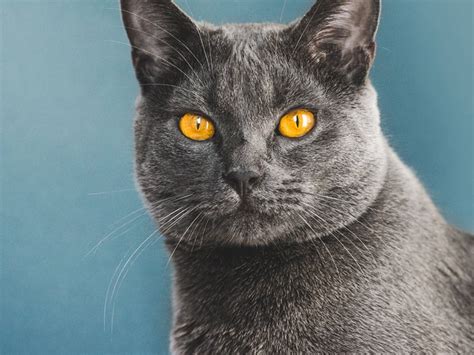 Chartreux - Cat Breed Guide | Spot®