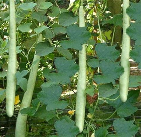 Rare Organic Vegetable Squash Seeds Lagenaria | Etsy