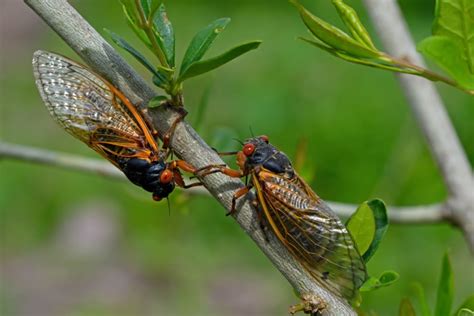 How Loud Is a Cicada In Decibels (dB)? With Noise Comparison Chart ...