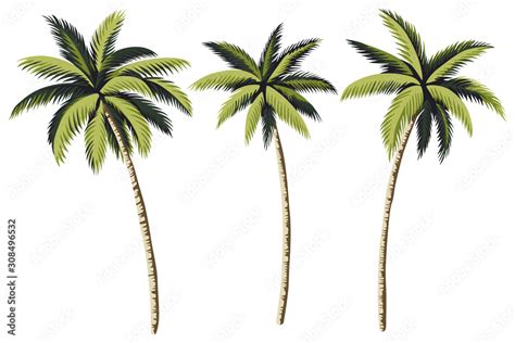 Tropical vintage palm trees floral clip art. Exotic botanical print ...