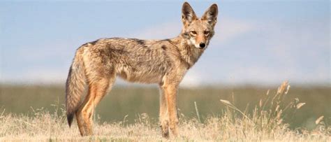 Coyote Size: How Big Do Coyotes Get? - IMP WORLD