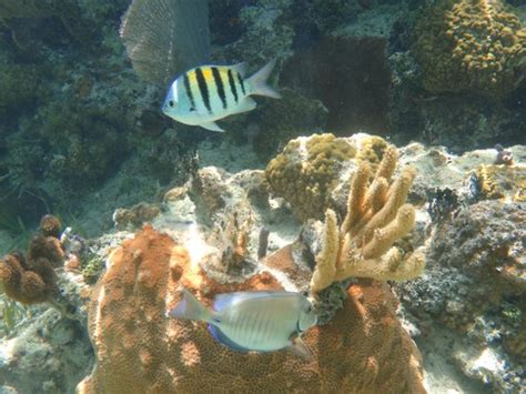 Snorkeling - Picture of Melia Cayo Santa Maria, Cayo Santa Maria - TripAdvisor