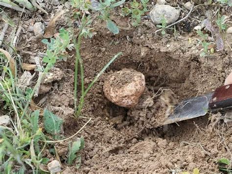 Ultimate Guide on How to Grow Truffles in the USA – ItsFoodtastic