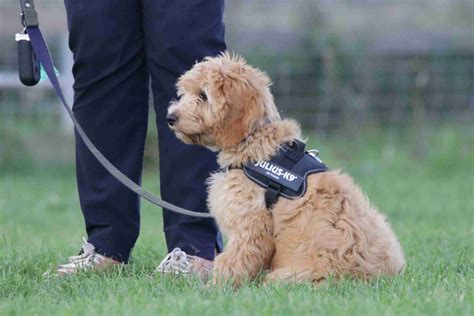 In Person Group Training - The Canine Academy Training & Behaviour