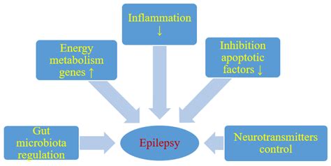 Ketogenic Diet Epilepsy Mechanism - defibrillatorusereviews.blogspot.com