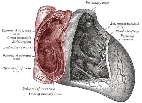 Right Ventricular Function - Perfusion.com