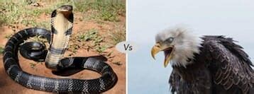 Eagle vs Snake fight comparison- who will win?