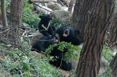 Saving wild Asiatic black bears in Korea | IUCN