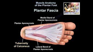 hospital es bonito grupo plantar surface of foot anatomy ilegal Perla marco