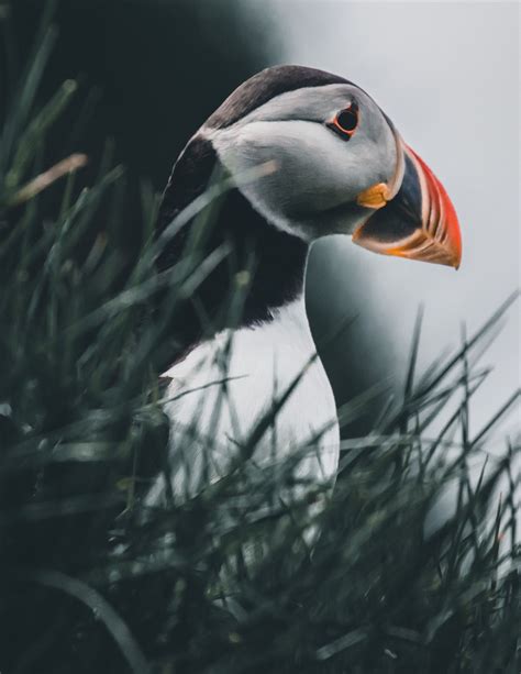 Puffin - Want to see puffins ? Visit Faroe Islands ;-) | Visit faroe ...