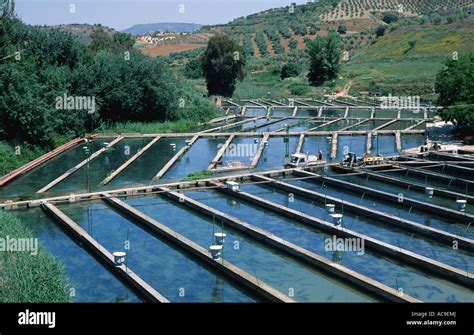 Freshwater fish farm Granada Spain Stock Photo - Alamy