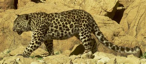 The Critically Endangered Arabian Leopard | Critter Science