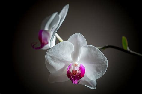 HD wallpaper: pink and white moth orchid, flower, water, leaves, Spa ...