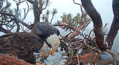 As web cam watches, Big Bear bald eagle lays season’s first egg – San ...