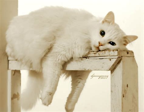 Bored | Animal Photography by Jennifer Moore