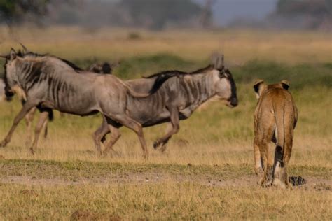 Amboseli - lions on the hunt — Brett Keller