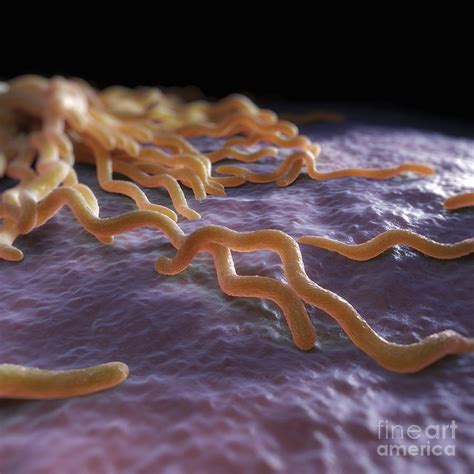 Borrelia Burgdorferi Photograph by Science Picture Co - Pixels