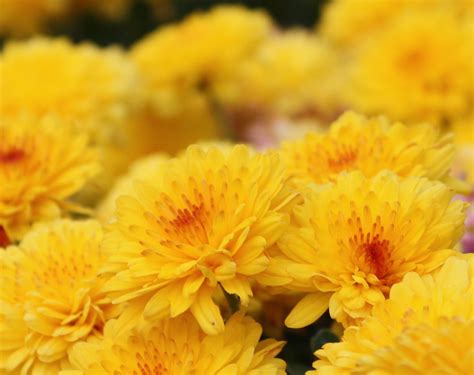 Yellow and Orange Chrysanthemums – Photos Public Domain