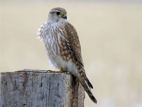 Merlin - eBird