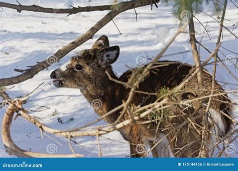 Baby Deer in Snow Covered Forest in Mont Saint Bruno Park, Quebec Stock Photo - Image of animals ...