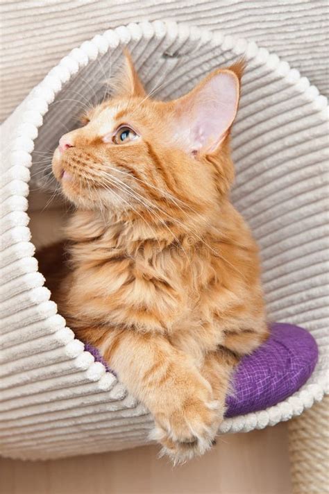 Red Classic Tabby Maine Coon Cat Royalty Free Stock Photo - Image: 23594885