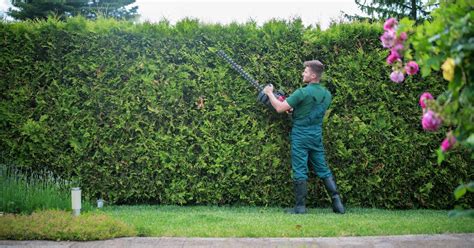 Discover the Many Benefits of Planting a Hedge Row