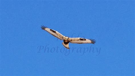 The Wild Side: See Thriving Bald Eagles in the Sooner State This Winter