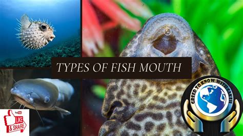 Types of fish mouth - YouTube