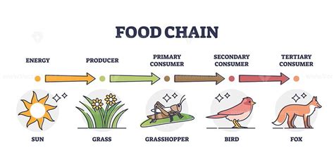 Food chain levels and animal classification by eating type outline ...