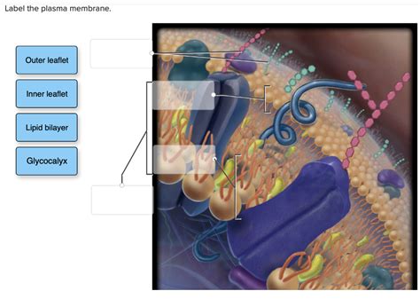 Solved Label the plasma membrane. Outer leaflet Inner | Chegg.com