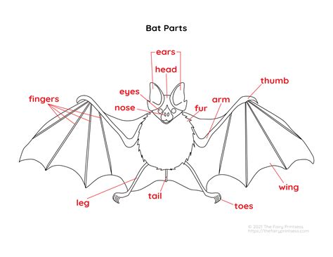 Bat Parts Free Printable Activities - Perfect For Learning Animal Science