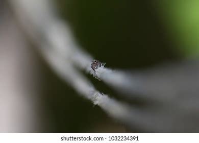 4 Eyed Spider Stock Photo 1032234391 | Shutterstock