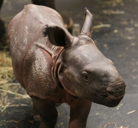 Baby Rhino Born in New York Zoo — 10 Years After Her Father Died! - Closer Weekly