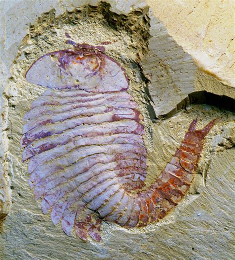 Ancient Fossilized Brain: Arthropod Fossil Raises Questions About Crustacean Evolution (PHOTOS ...