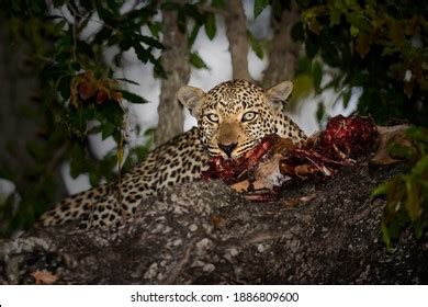 4,427 Leopard Eating Images, Stock Photos, 3D objects, & Vectors ...