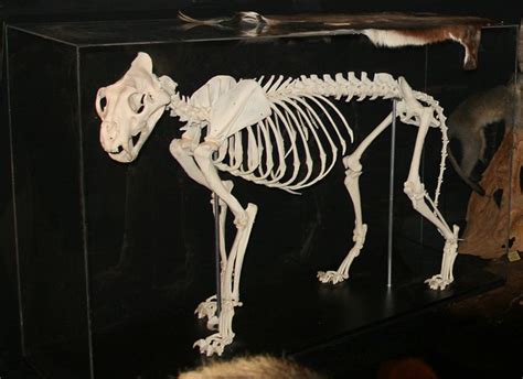 Finest quality articulated African Lion skeleton full-sized, mounted in ...