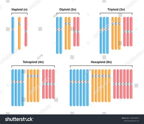 Scientific Designing Polyploidy Types Haploid N Stock Vector (Royalty ...