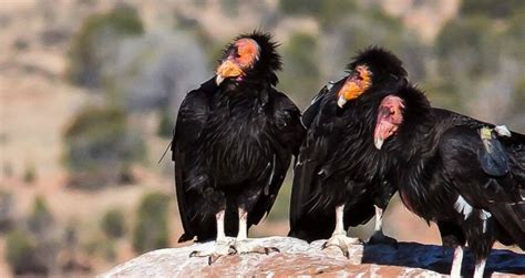 Scientists Record Asexual Reproduction In California Condors