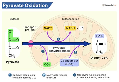 Pyruvate Oxidation - Definition, Location, Steps, Equation